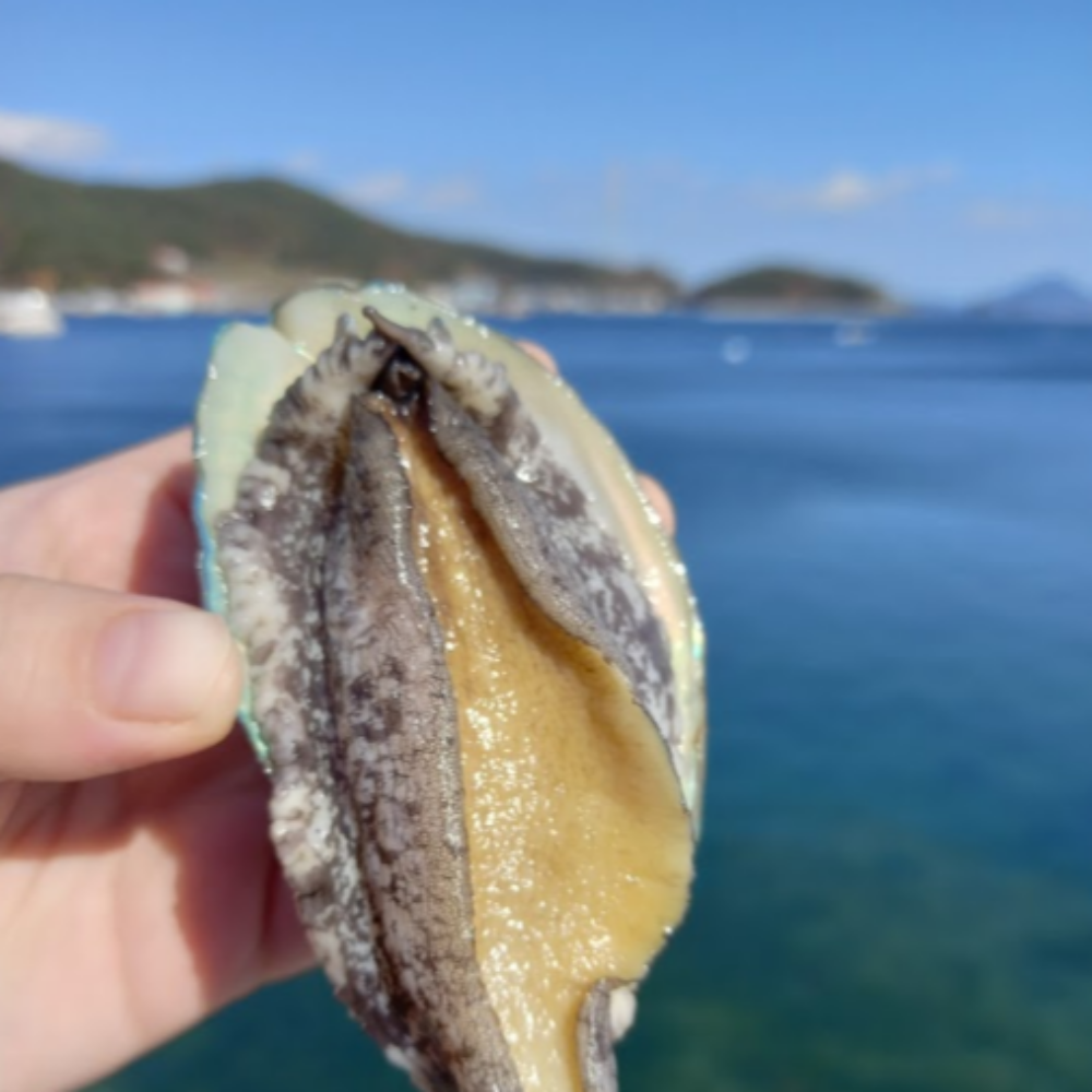 완도산 활 전복 신선하게 산지직송 중, 1kg, 1개 이미지 7