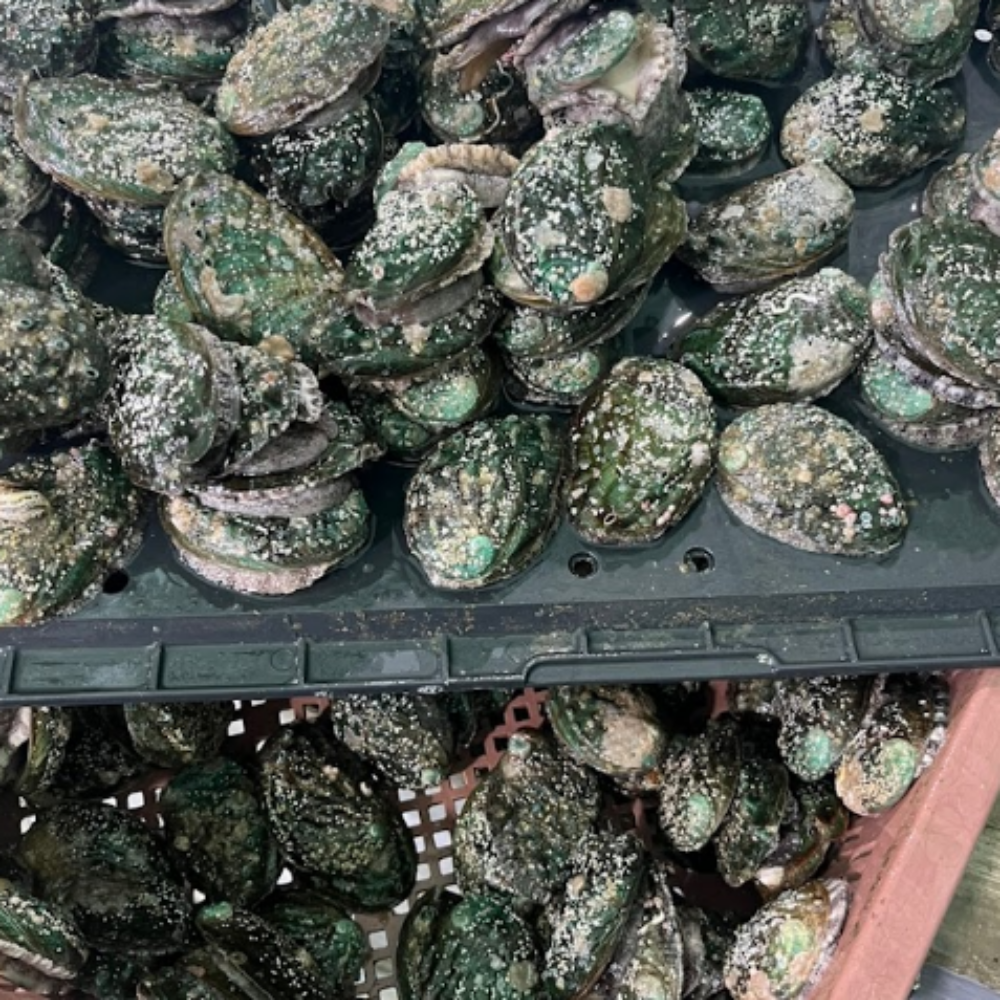완도산 활 전복 신선하게 산지직송 중, 1kg, 1개 - 상세 이미지 3