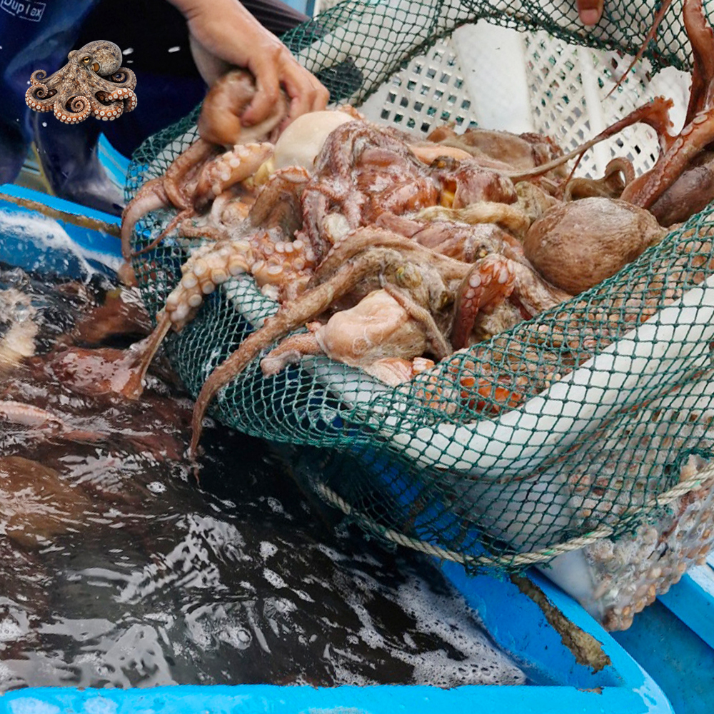 국내산 자연산 활 통영 돌문어 산지직송 제철 생물 문어 1kg (1~4미) - 상세 이미지 3