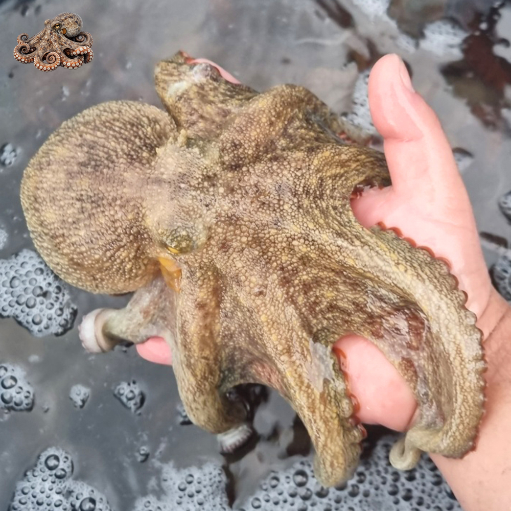 국내산 자연산 활 통영 돌문어 산지직송 제철 생물 문어 1kg (1~4미) - 상품 이미지
