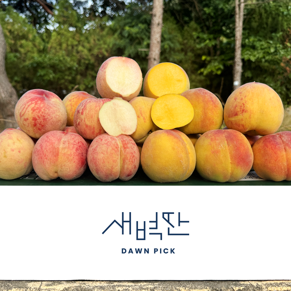 (농할20%) 경북 백도 황도 말랑이 딱딱이 복숭아 2kg 4kg 상품 이미지