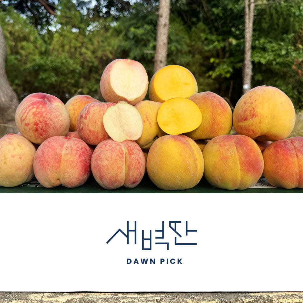 경북 백도 황도 복숭아 2kg 4kg 가격 비교 새벽딴 경북 백도 황도 복숭아 2kg 4kg