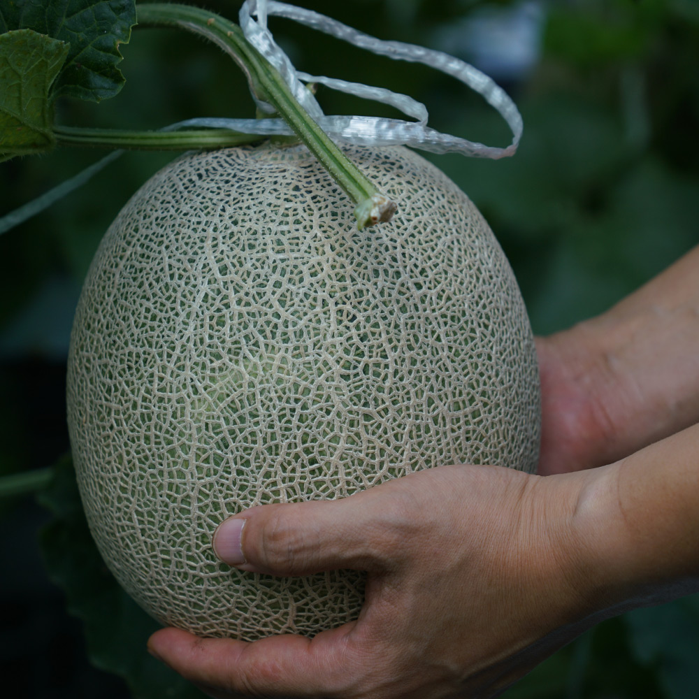 토해원 고당도 머스크멜론 국내산 산지직송 프리미엄 2kg 4kg 2수 - 상세 이미지 5