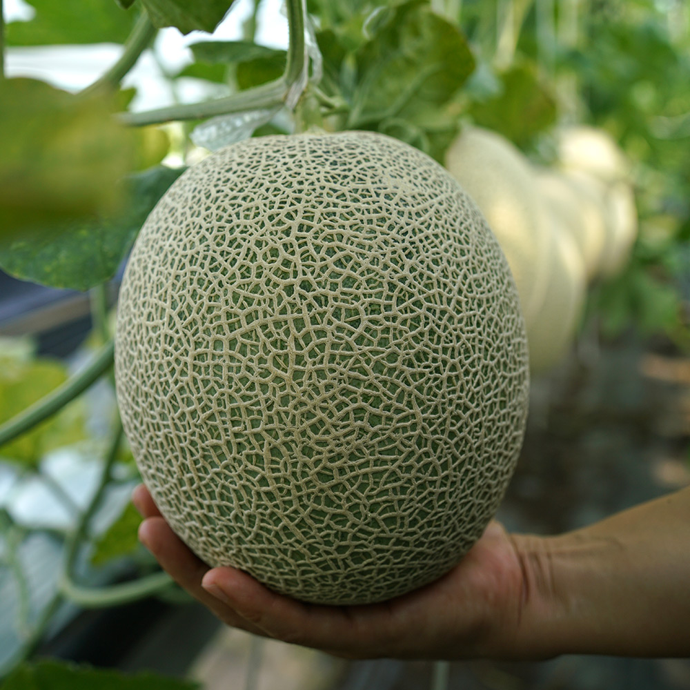 토해원 고당도 머스크멜론 국내산 산지직송 프리미엄 2kg 4kg 2수 이미지 6