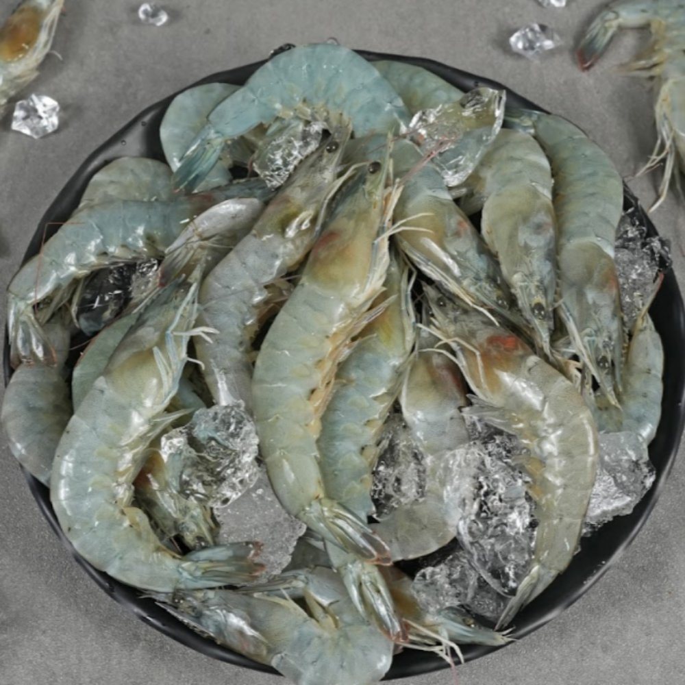 제철 활새우 흰다리새우 생새우회 산지직송 500g, 1개 - 상품 이미지