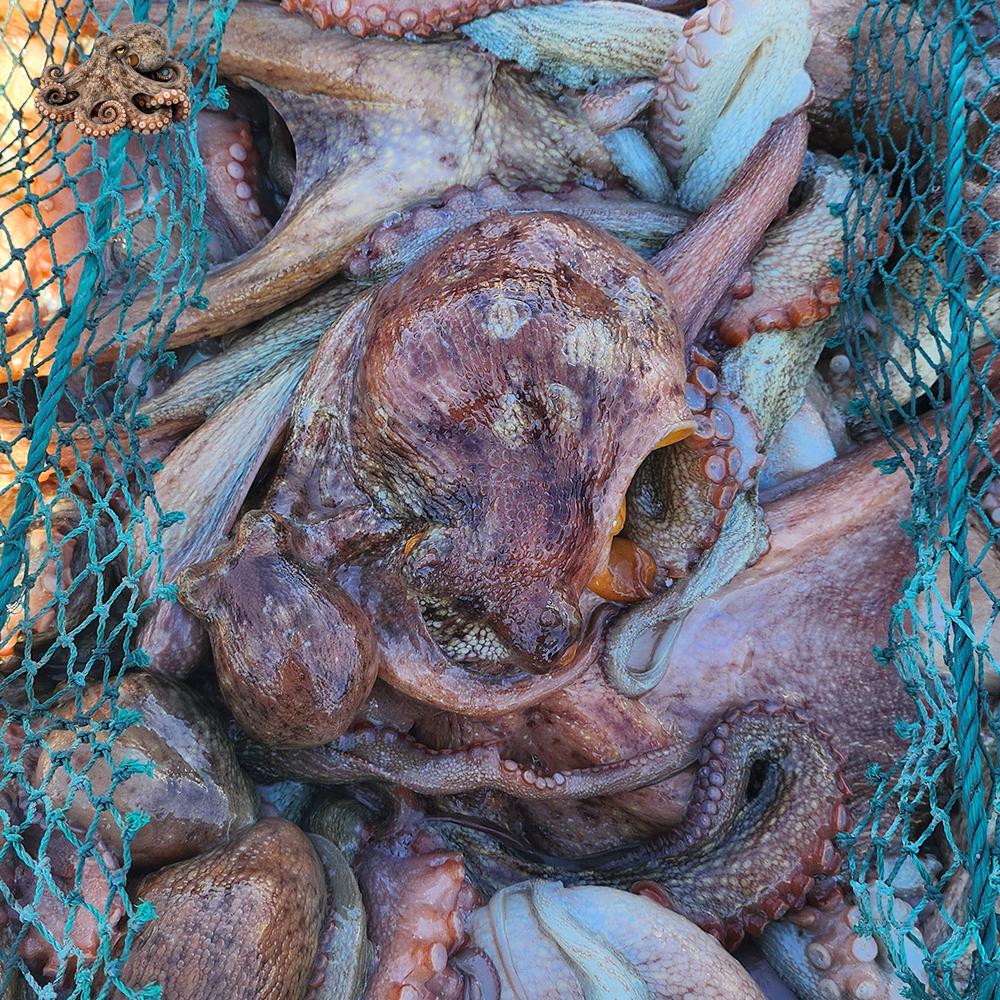 국내산 자연산 활 통영 돌문어 산지직송 제철 생물 문어 1kg (1~4미) 이미지 6