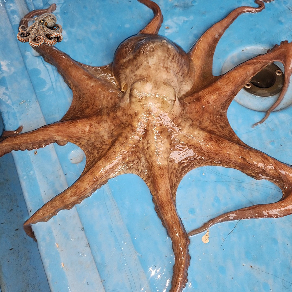 국내산 자연산 활 통영 돌문어 산지직송 제철 생물 문어 1kg (1~4미) - 상세 이미지 4
