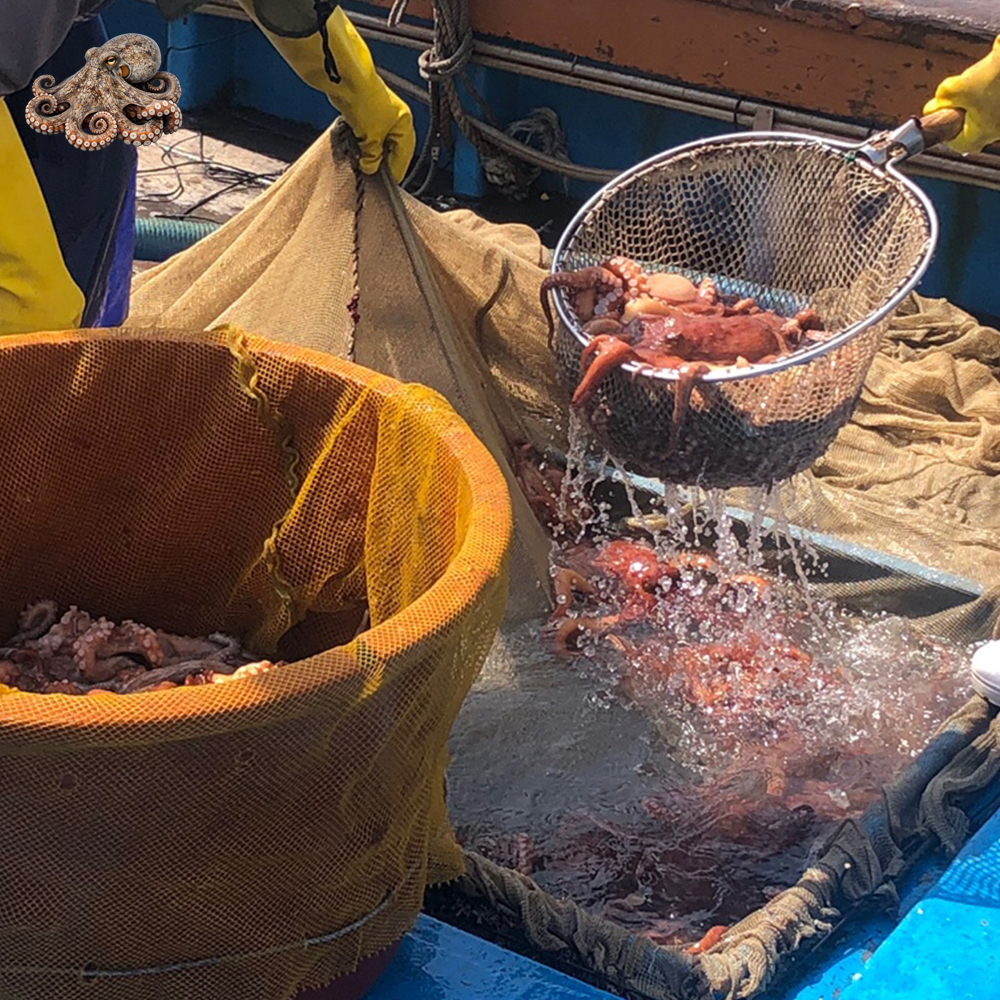 국내산 자연산 활 통영 돌문어 산지직송 제철 생물 문어 1kg (1~4미) 이미지 8