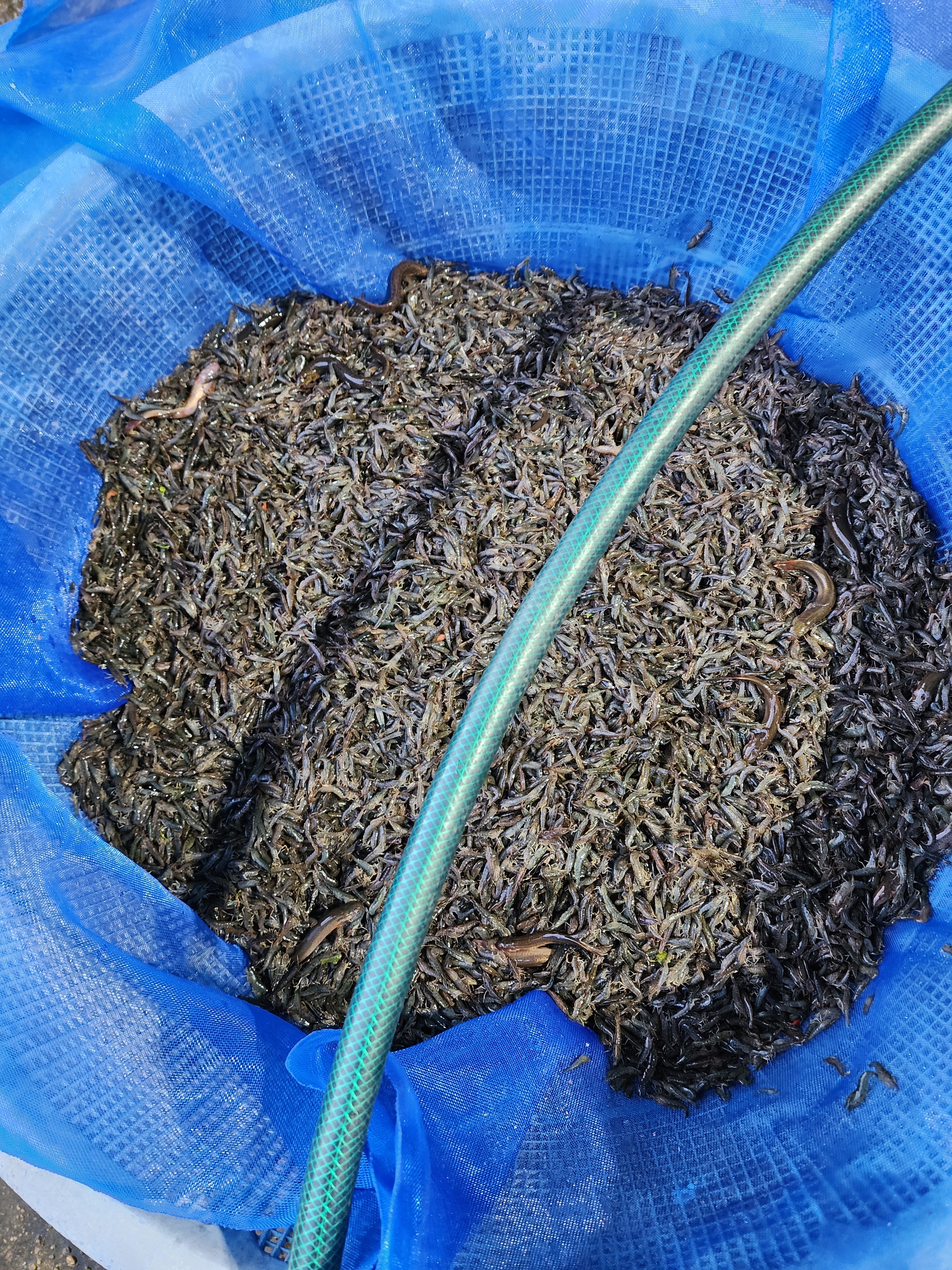 산지직송 토하 새뱅이 민물새우 500g 토하젓 담그기 매운탕 요리 서산자연농원 토하 - 상세 이미지 5