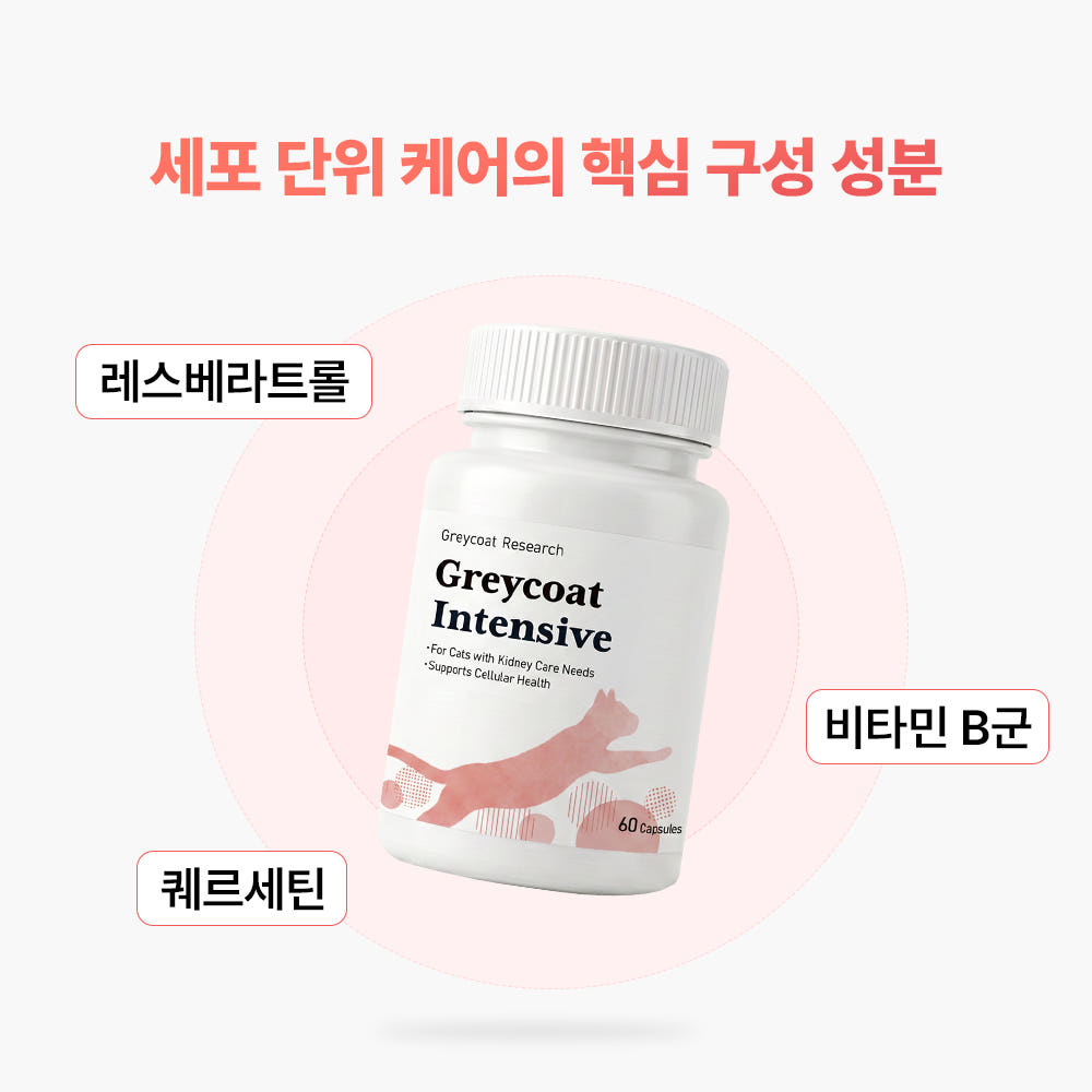 신부전 고양이 인텐시브 신장 항산화제 항노화 영양제 60캡슐, 1개 - 상세 이미지 5