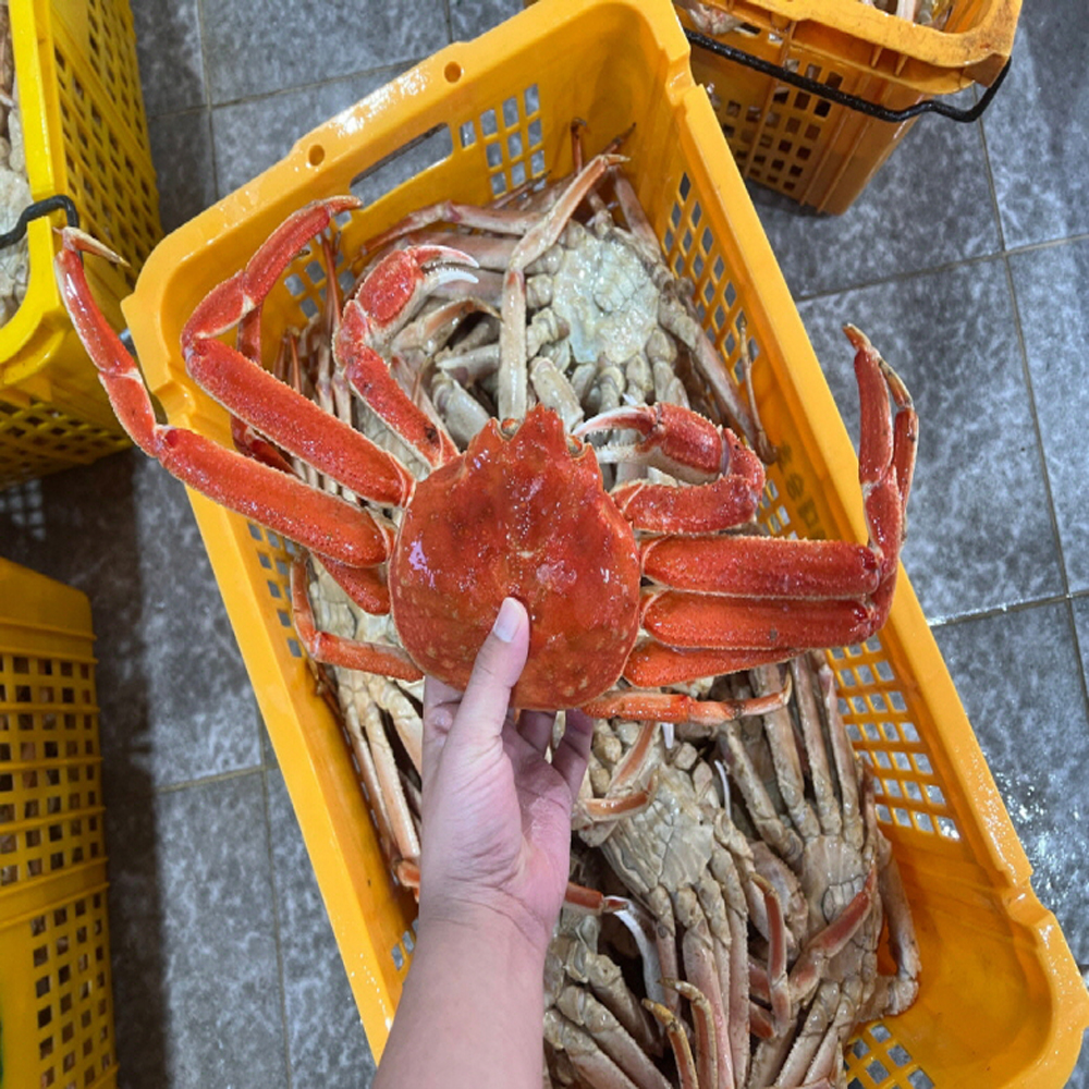 자숙 S급 러시아 박달대게 마가단대게 1kg 생물 자숙1미 꼬물이 선어 수율보장 - 상품 이미지
