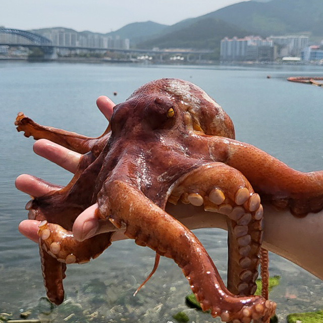 자연산 통영 통발 돌문어 1Kg - 상품 이미지