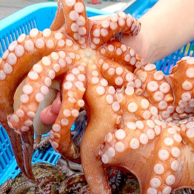 자연산 통영 통발 돌문어 1Kg - 상세 이미지 2