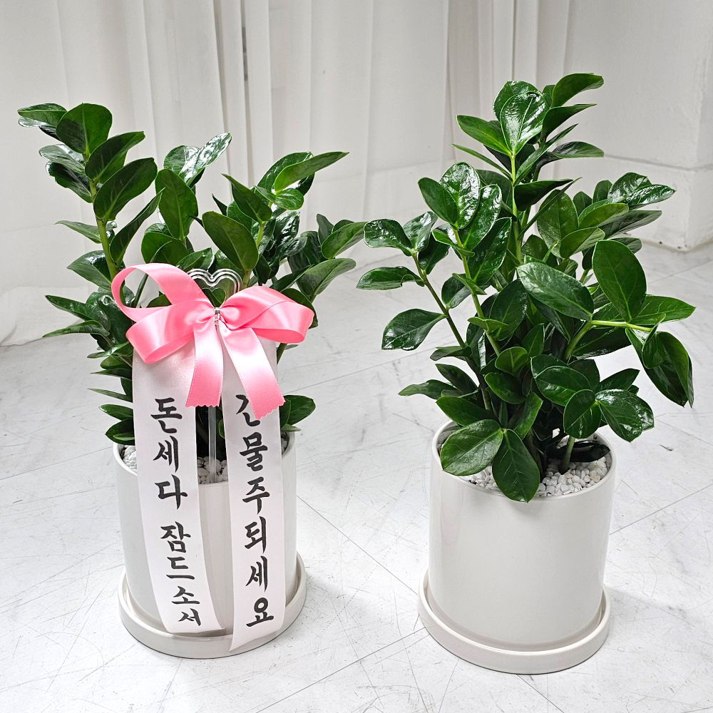 금전수 50cm 축하 개업화분 꽃배달 집들이 거실 승진 돈나무 실내화초 축하선물 - 상품 이미지