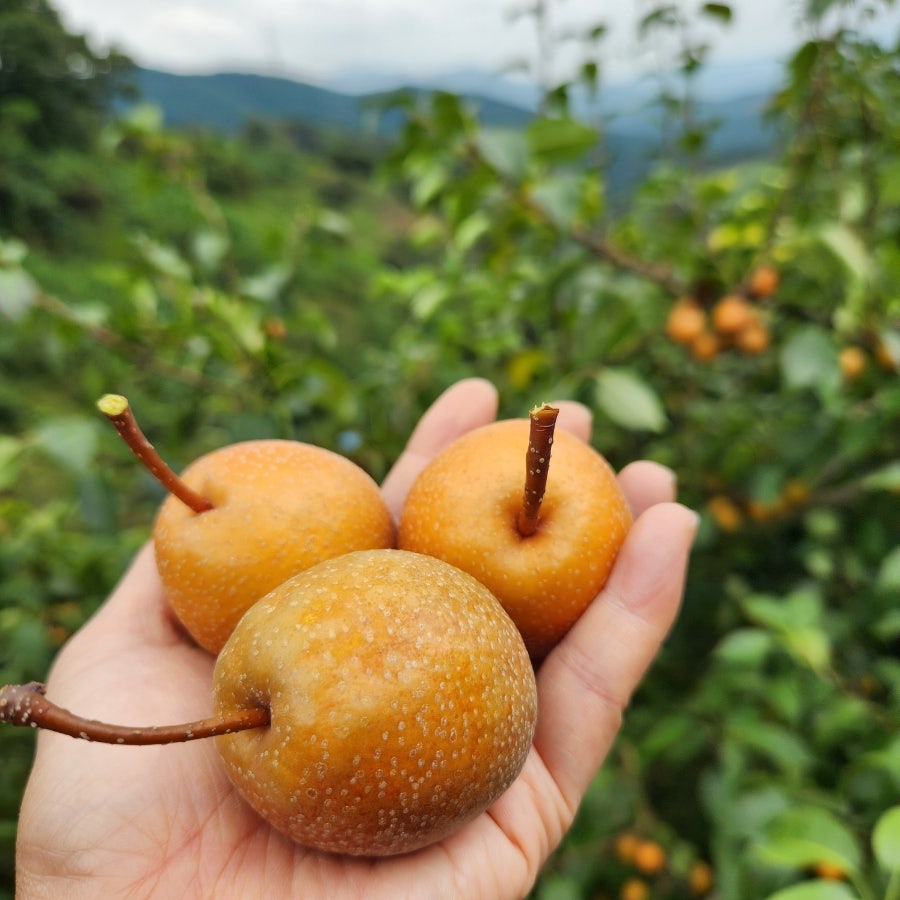 토종돌배 산돌배 돌배 말린 건돌배 생돌배 3kg 5kg 10kg - 상품 이미지