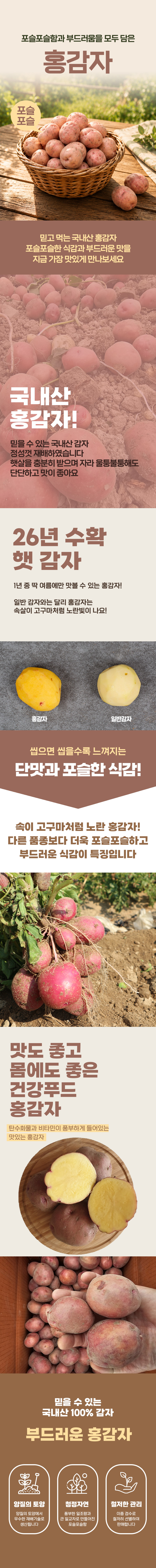 홍감자-셀러ver-1.png