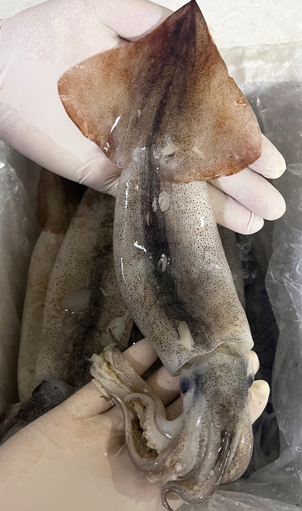 남해안 자연산 활 돌문어 1kg 1-3미 내외 초코 생물오징어 1kg 4-5미 내외 이미지 7