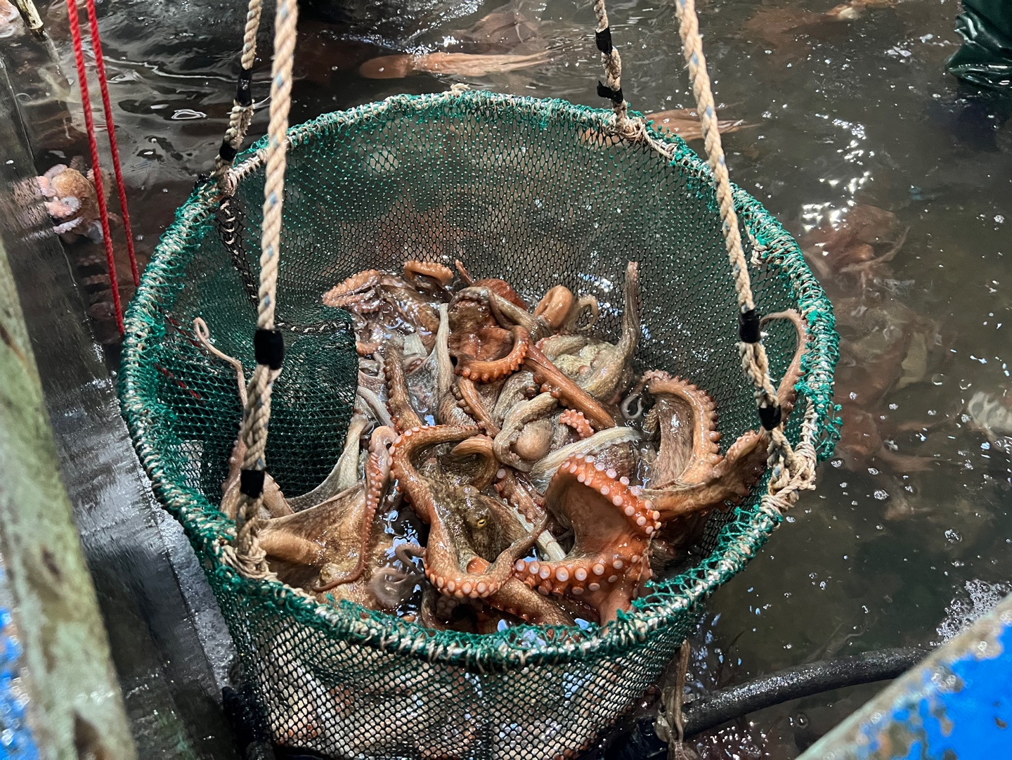 남해안 자연산 활 돌문어 1kg 1-3미 내외 초코 생물오징어 1kg 4-5미 내외 - 상세 이미지 3