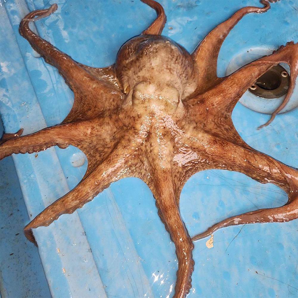 남해안 자연산 활 돌문어 1kg 1-3미 내외 초코 생물오징어 1kg 4-5미 내외 - 상세 이미지 2