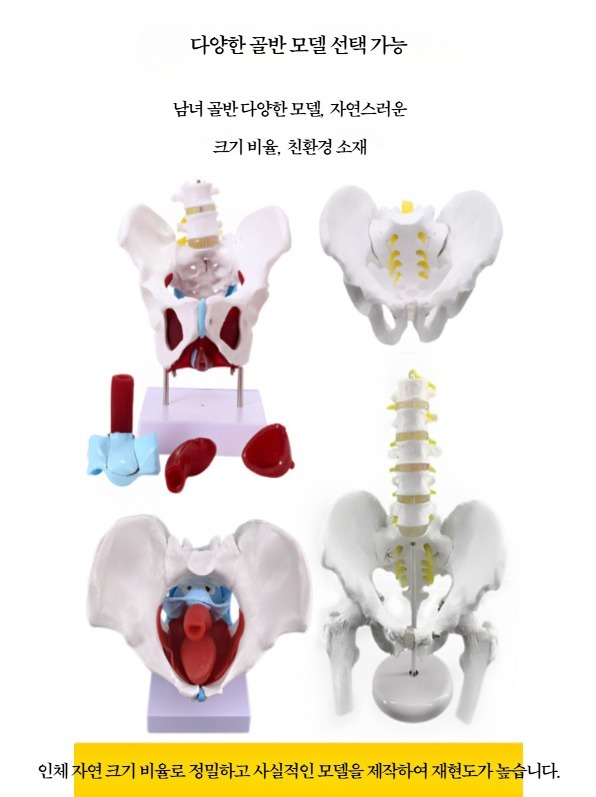 골반 모형 해부학 교육용 움직일 수 있는 골반뼈 해부 여성용 인체 교구 - 상세 이미지 4