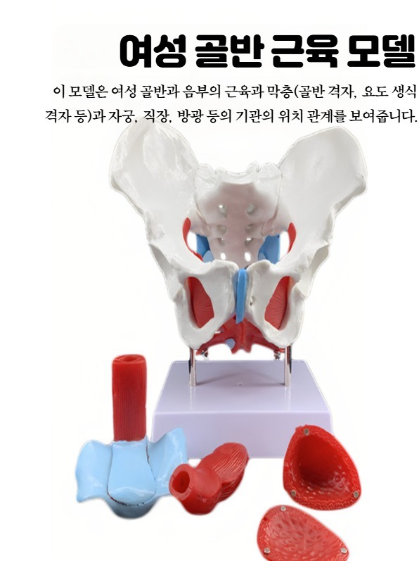 골반 모형 해부학 교육용 움직일 수 있는 골반뼈 해부 여성용 인체 교구 - 상세 이미지 2