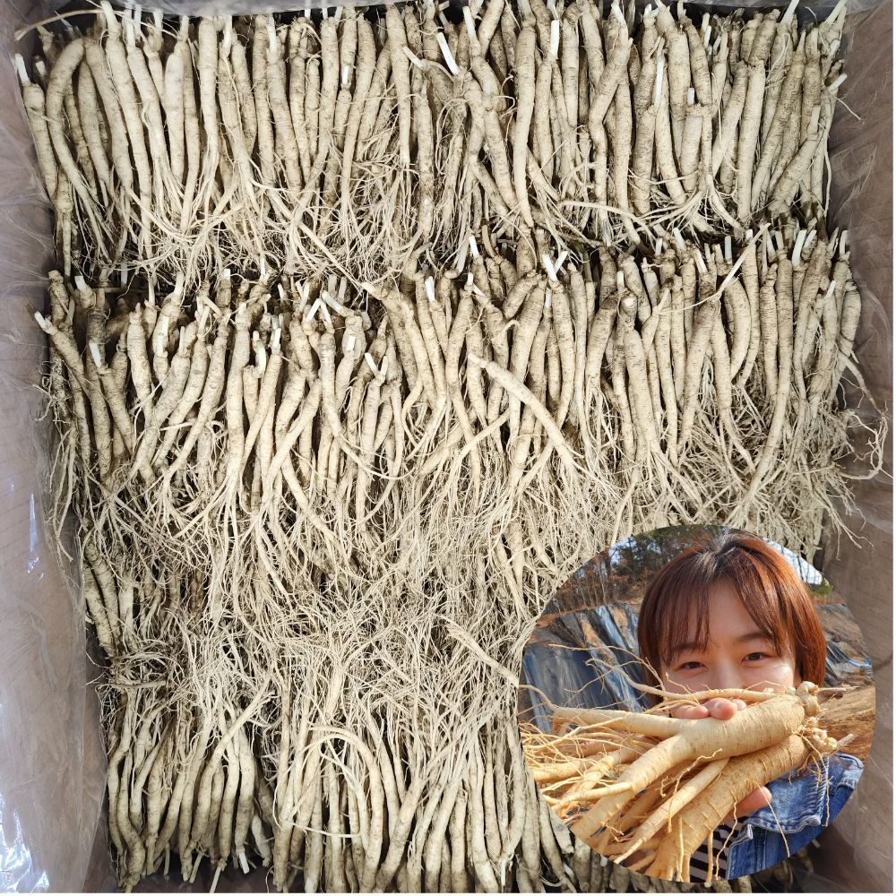 삼계탕인삼 갈비탕 업소용 실실이 인삼 수삼 한채 750g - 상품 이미지