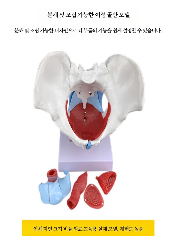 골반 모형 해부학 교육용 움직일 수 있는 골반뼈 해부 여성용 인체 교구 - 상세 이미지 3