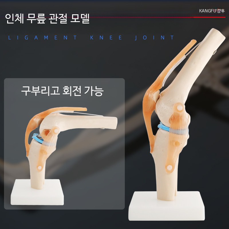 무릎 관절 모형 목 손 발 엉덩이 가동 뼈 요추 경추 교육용 - 상세 이미지 2