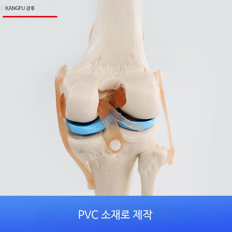 무릎 관절 모형 목 손 발 엉덩이 가동 뼈 요추 경추 교육용 - 상세 이미지 4