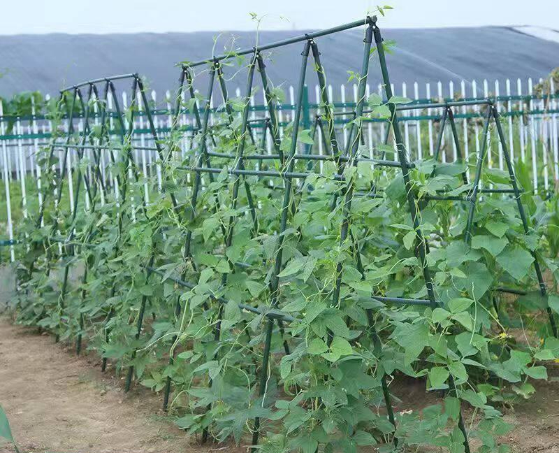 텃밭 호박지지대 오이지지대 포도 덩굴 조립식 원예 거치대 지주대 농사용 애호박 넝쿨 고추 가지 수세미 - 상세 이미지 3