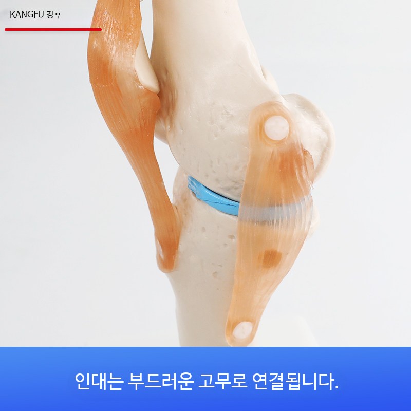 무릎 관절 모형 목 손 발 엉덩이 가동 뼈 요추 경추 교육용 - 상세 이미지 5