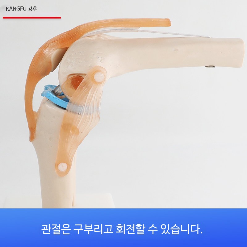 무릎 관절 모형 목 손 발 엉덩이 가동 뼈 요추 경추 교육용 - 상세 이미지 3
