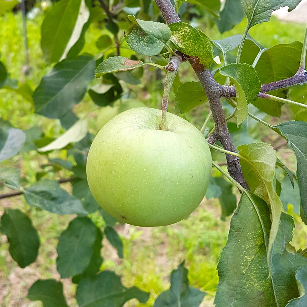 청송 부사 사과 못난이 얼음골 가정용 아오리 랜덤과, 2kg, 1개 - 상세 이미지 2