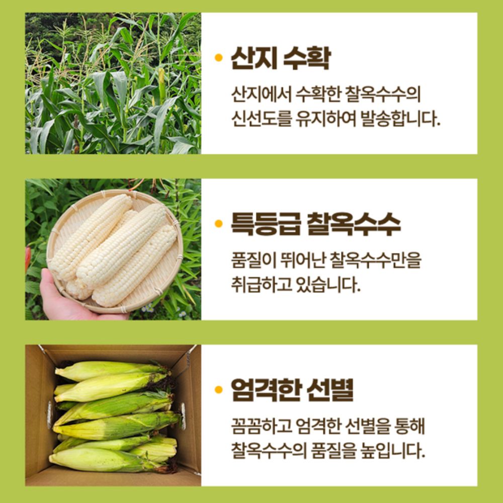강원도 햇 찰옥수수 미백 옥수수 특품 16cm 이상 20개입 이미지 7