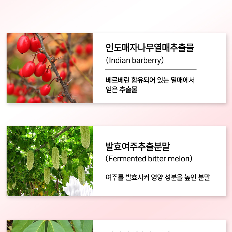 베르베린 1통 BERBERINE 매자나무열매 추출물 - 상세 이미지 2