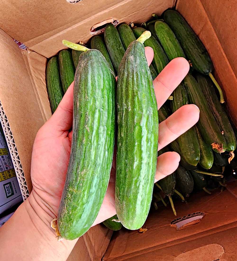 미니오이 스낵오이 1kg 5kg 10kg 국내산 - 상품 이미지
