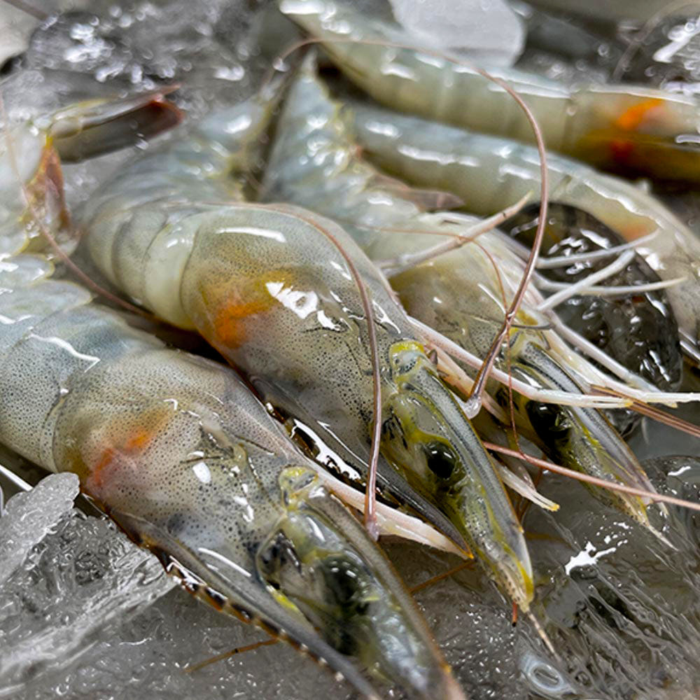 26년 국내산 활 흰다리 새우 1kg 가격 비교 파인밀 26년 국내산 활 흰다리 새우 1kg