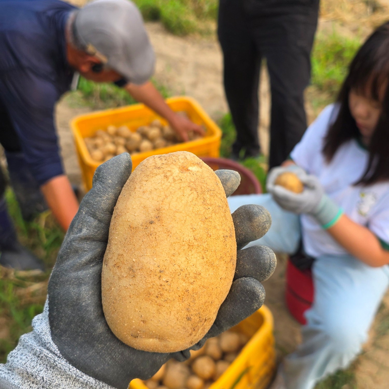 햇감자 포슬포슬 두백감자 3kg 분감자 농장직송 - 상품 이미지