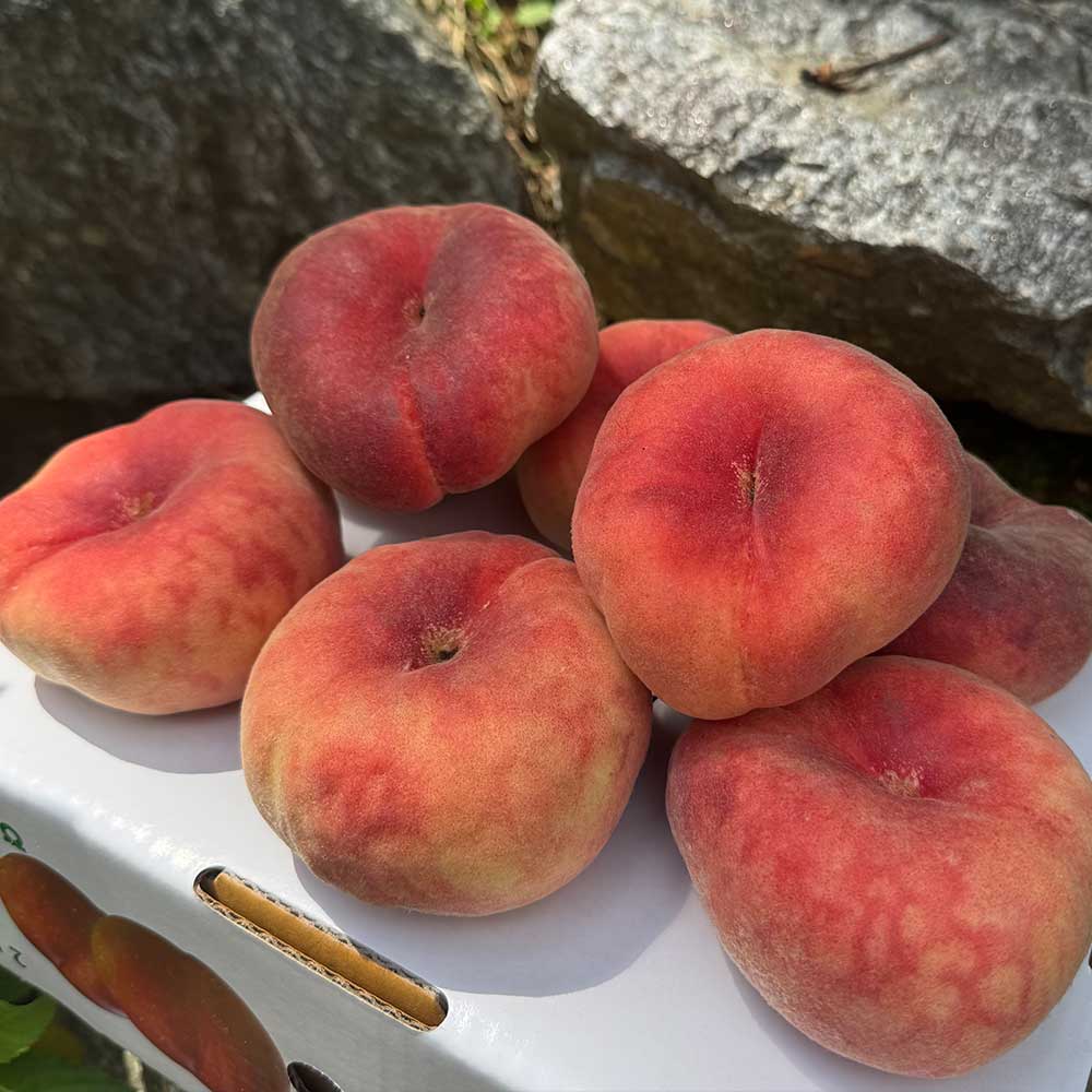 경북 영천 딱딱이복숭아 납작복숭아 2kg 4kg 대극천 거반도 고당도 당일수확 산지직송 이미지 7