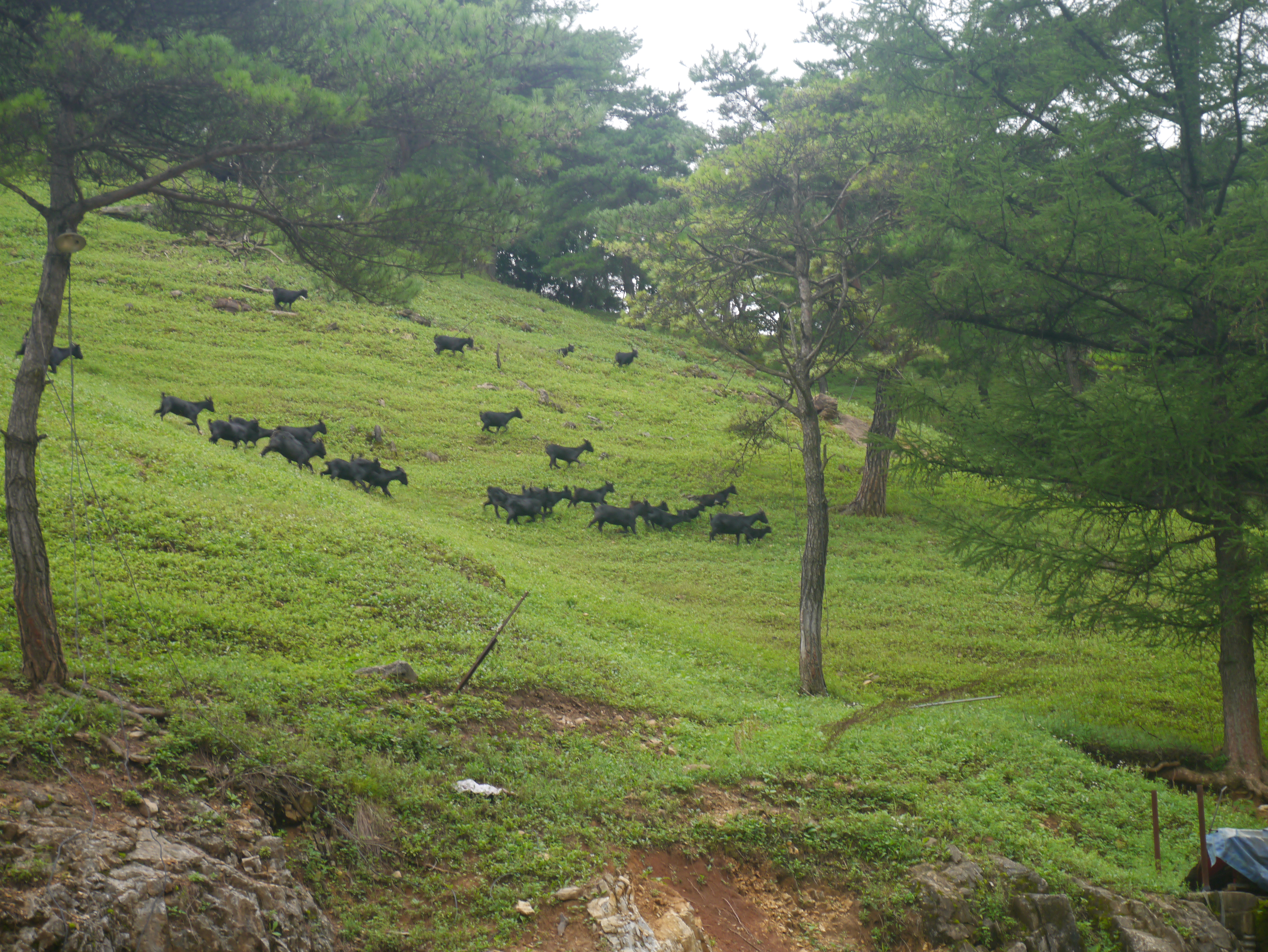 자연방목 흑염소 솔미흑염소진액 엑기스 한약제제외 50포, 1개 이미지 7