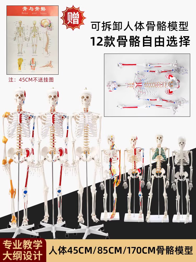 전신 뼈모형 인체모형 표본 해골 해부 스탠드 골격 85cm 골격 기본형 - 상세 이미지 2