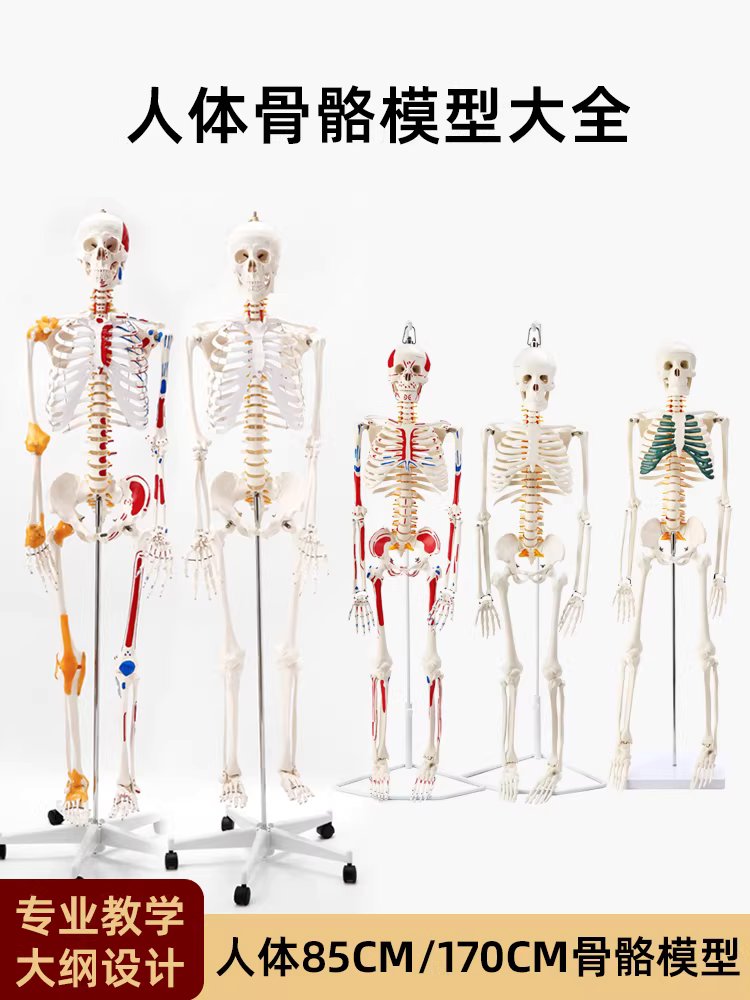 전신 뼈모형 인체모형 표본 해골 해부 스탠드 골격 85cm 골격 기본형 이미지 6