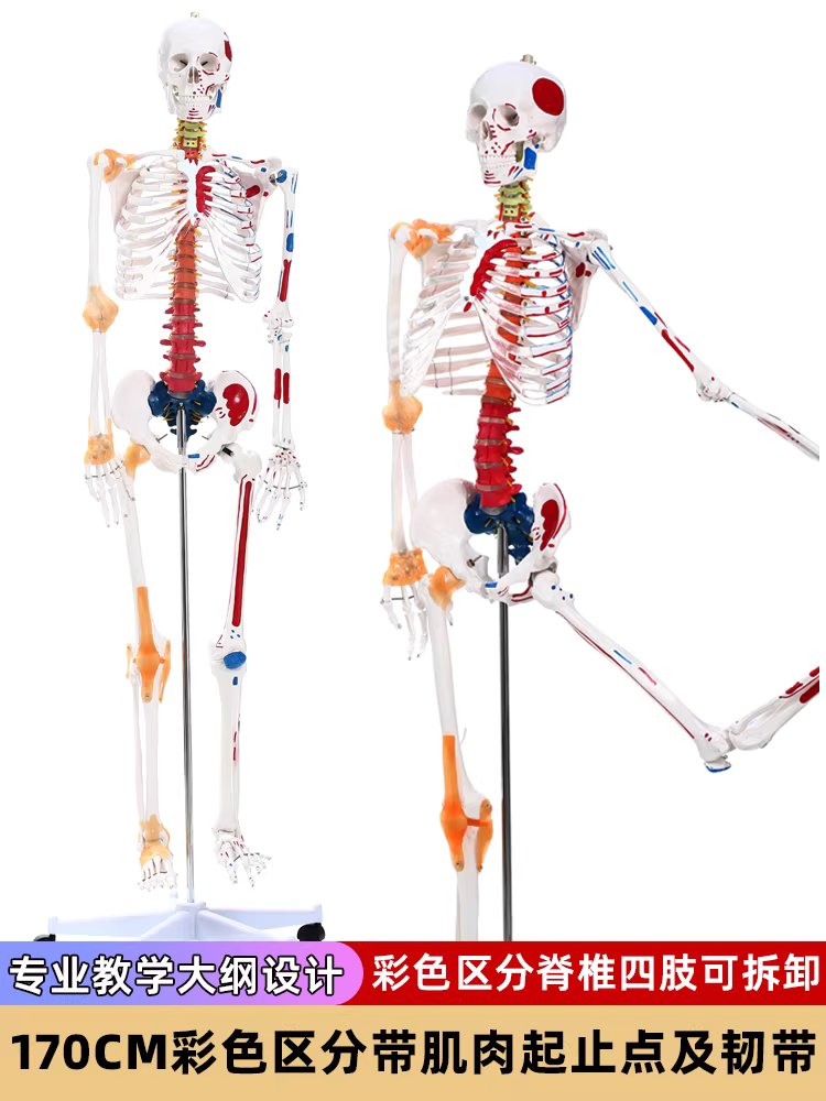 전신 뼈모형 인체모형 표본 해골 해부 스탠드 골격 85cm 골격 기본형 - 상세 이미지 5