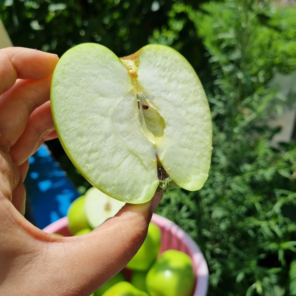 썸머프린스 아오리 사과 햇 초록 청사과 국산품종 썸머킹 중대과, 1kg, 1개 - 상세 이미지 2