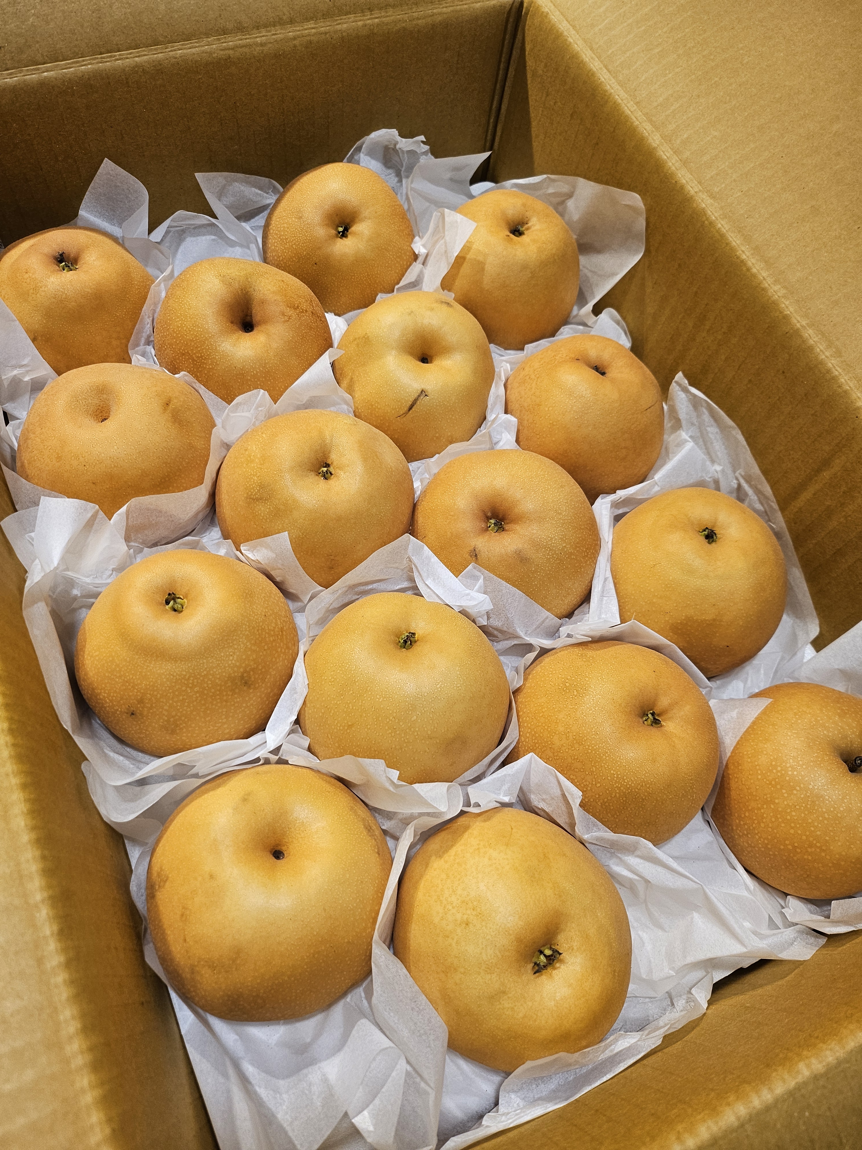 윗집아들네 프리미엄 고당도 배 15kg (26~30입) - 상세 이미지 4