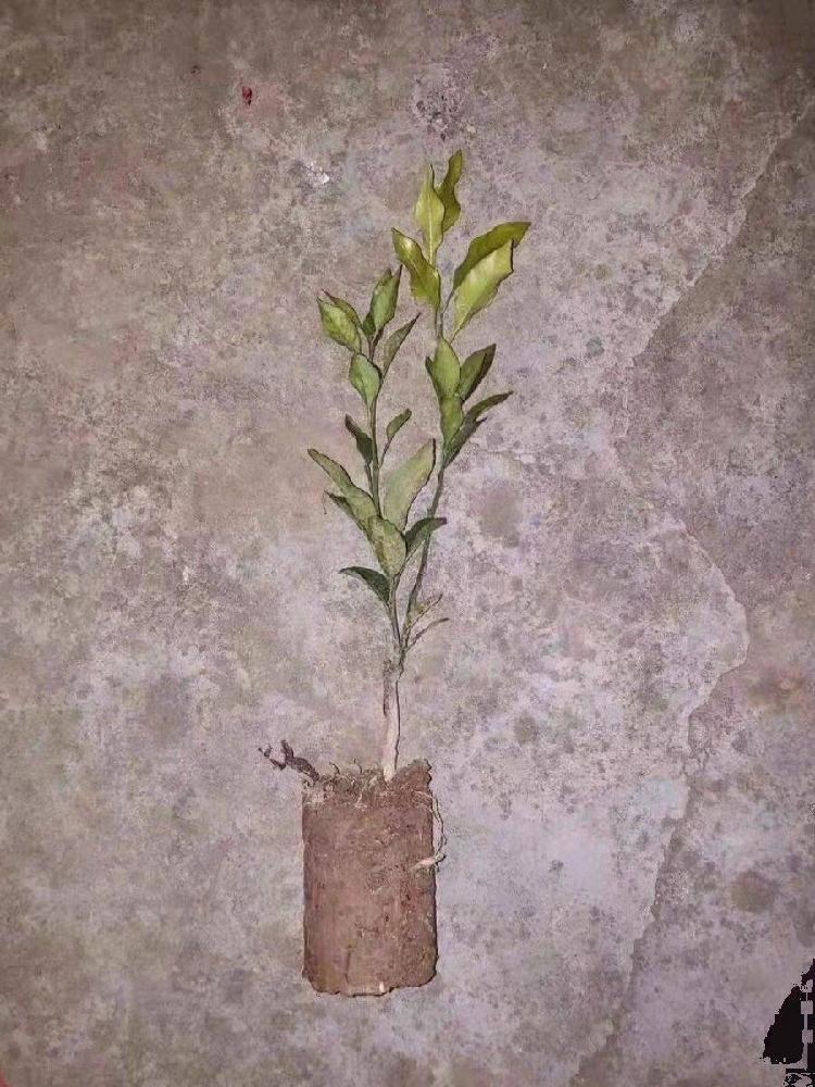묘목 이식 도구 모종 원통 삽 흙 고무 스텐 원통형 직경 8cm - 상세 이미지 5