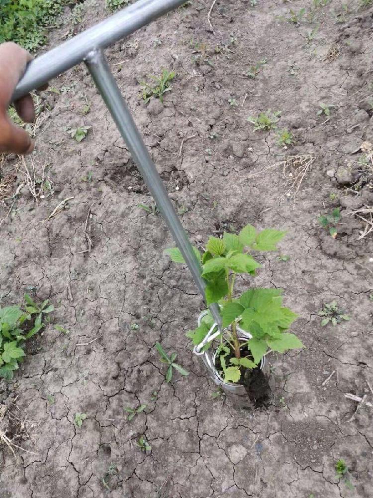 묘목 이식 도구 모종 원통 삽 흙 고무 스텐 원통형 직경 8cm - 상세 이미지 4