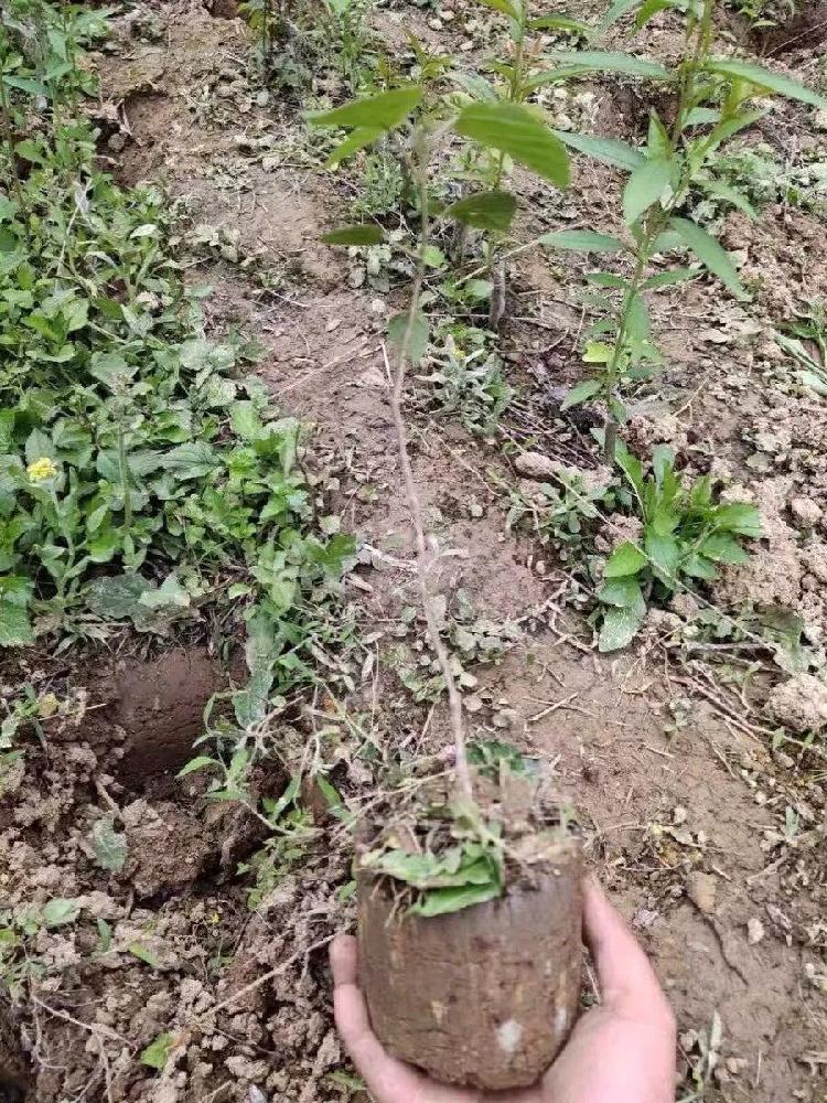 묘목 이식 도구 모종 원통 삽 흙 고무 스텐 원통형 직경 8cm - 상세 이미지 3