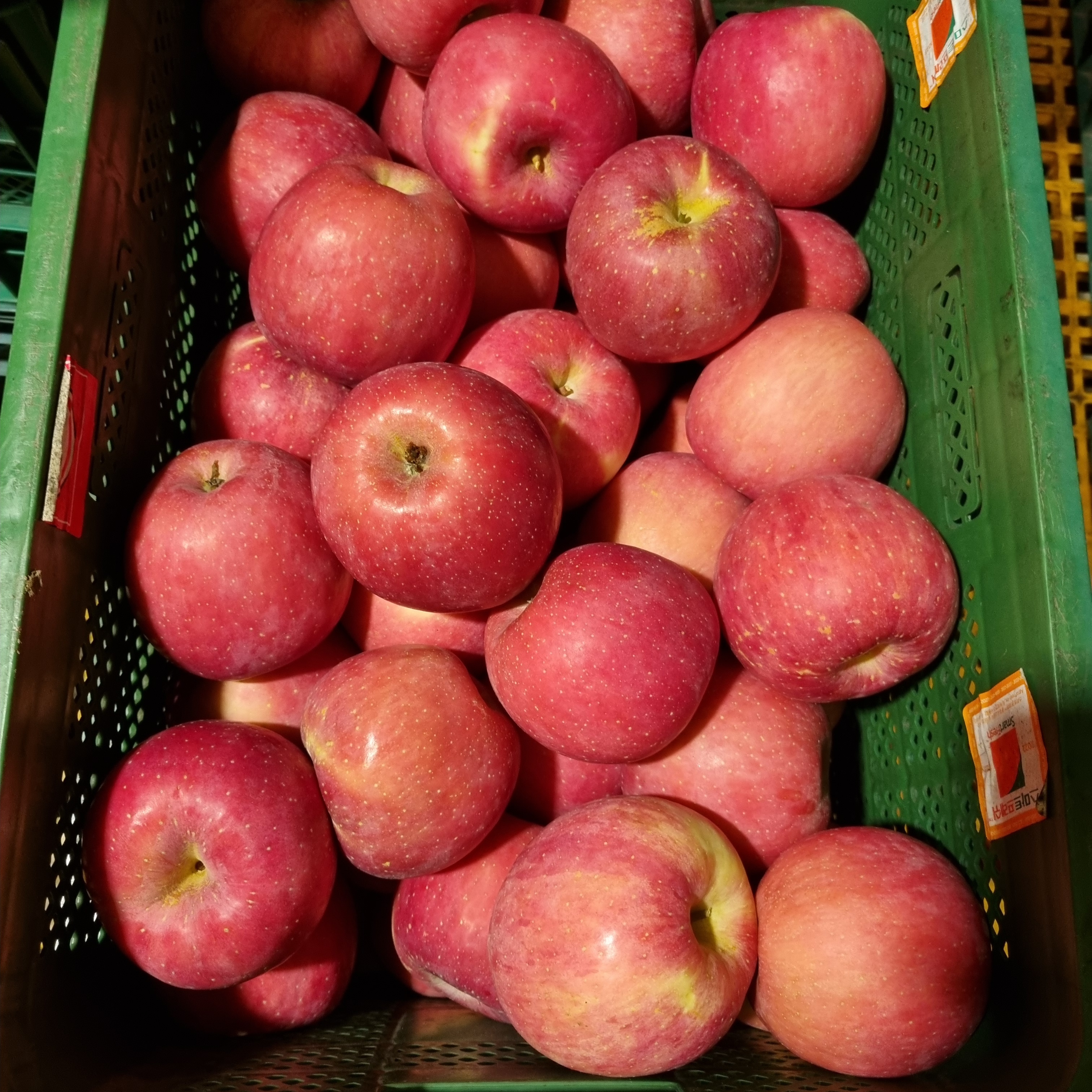 고당도 사과 2kg - 상세 이미지 5