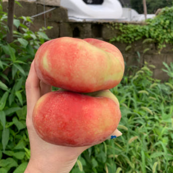 윗집아들네 납작복숭아 거반도 도넛복숭아 2kg - 상품 이미지